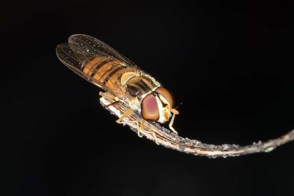 Hover Fly (Episyrphus viridaureus) (Episyrphus viridaureus)
